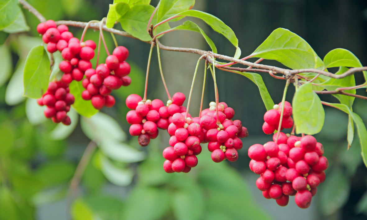 Schisandra