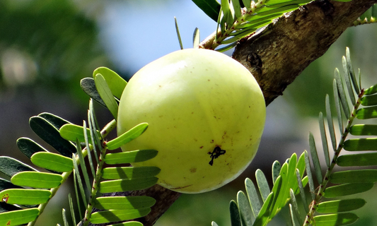 Amla-Frucht: Das kann die ayurvedische Beere