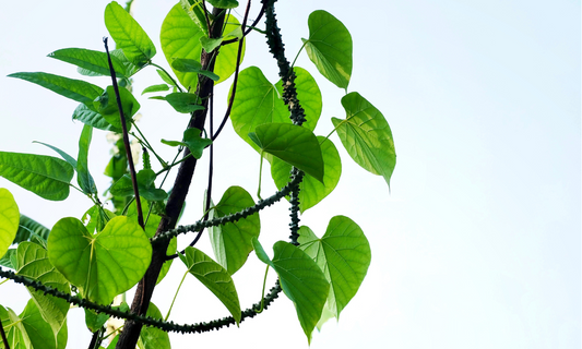 Guduchi: Ayurvedische Unterstützung in den Wechseljahren