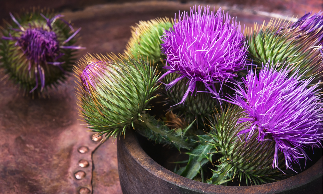 Die Kraft der Mariendistel